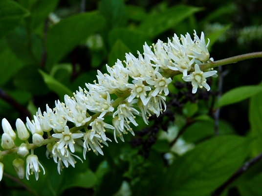 {Itea virginica}
